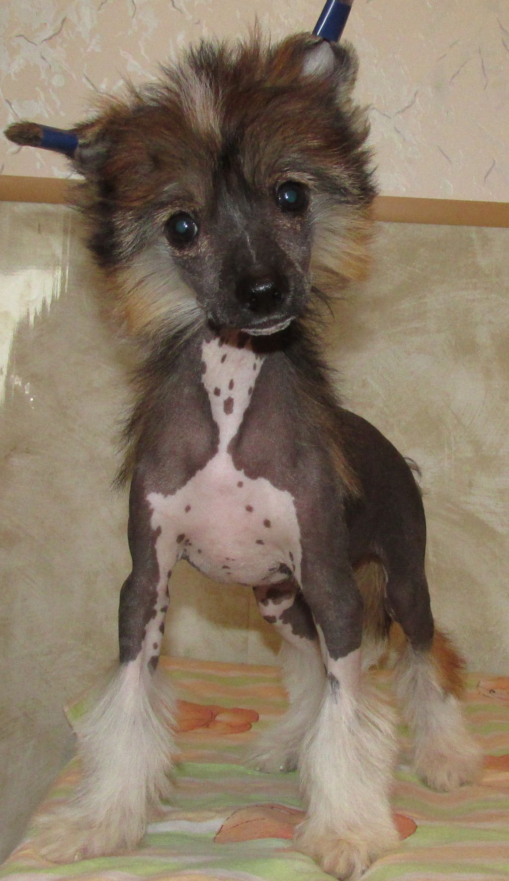 Star Beauty Damskiy Ugodnik