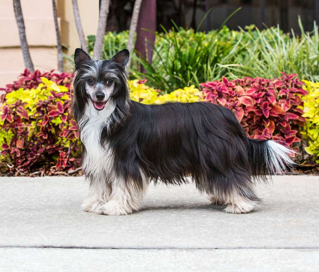 Altacrest's Obey Your Thirst