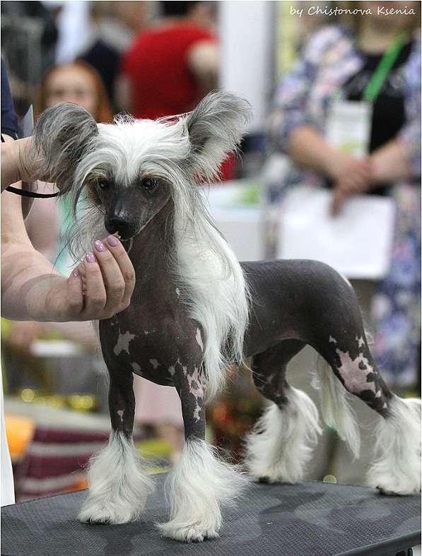 Ksolo Club The Magic Pollen