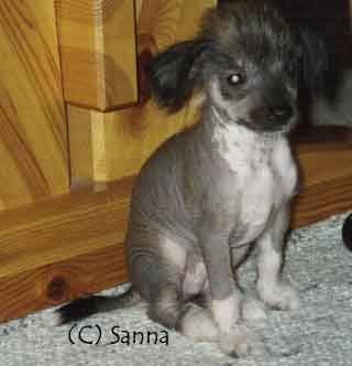 Rosa Rugosa Pähkinä