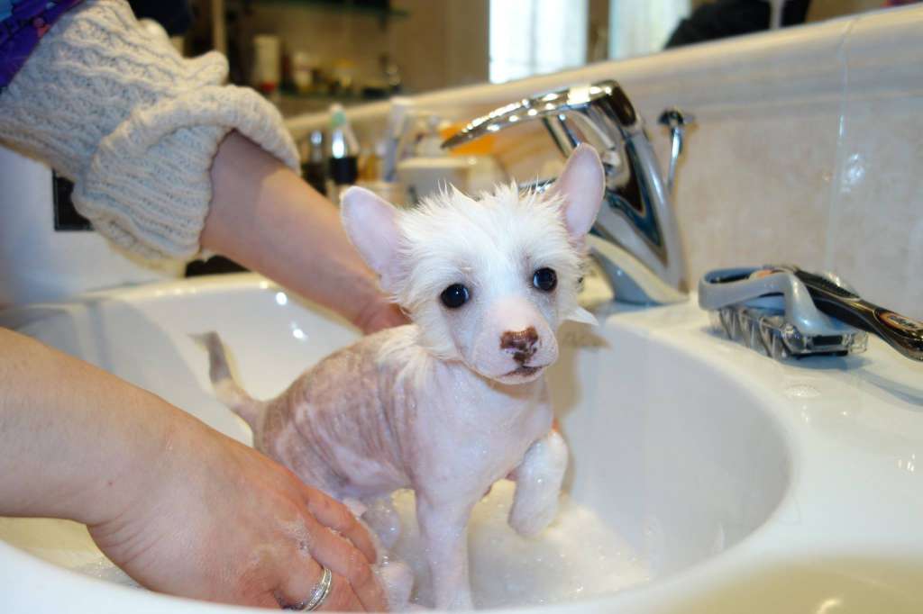 Dakota Rose I Introduce Me Alone