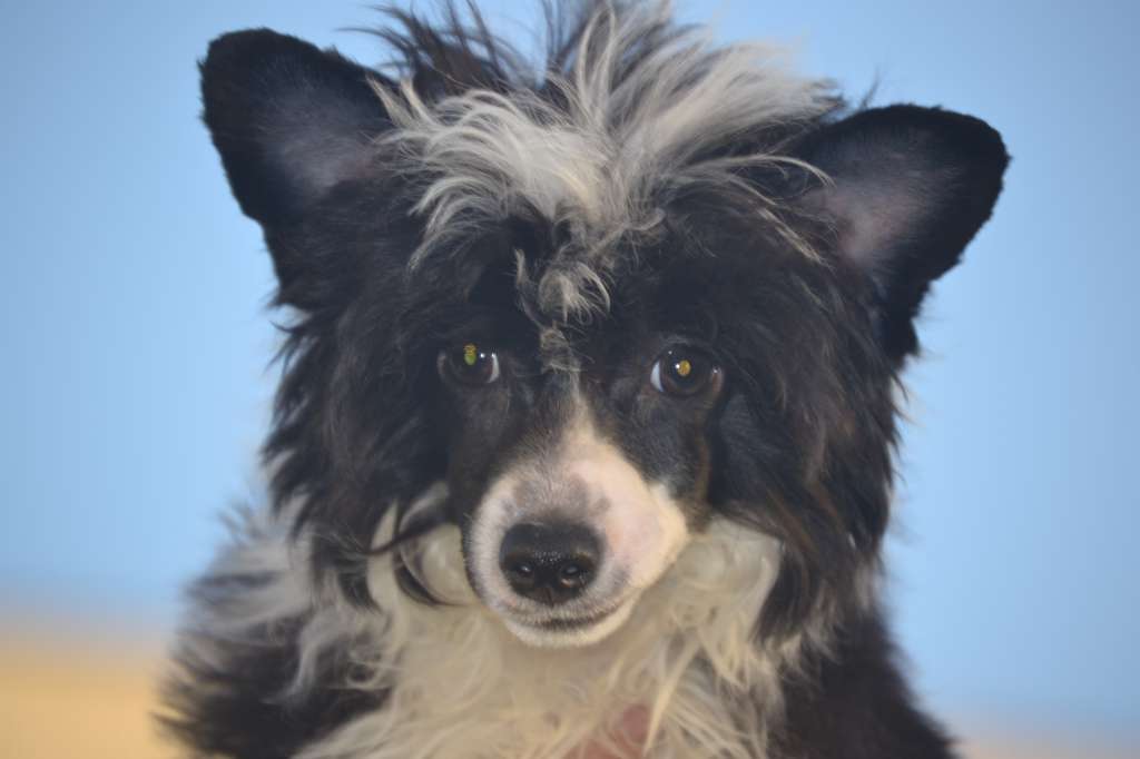 Ketrin Kristol Didjey