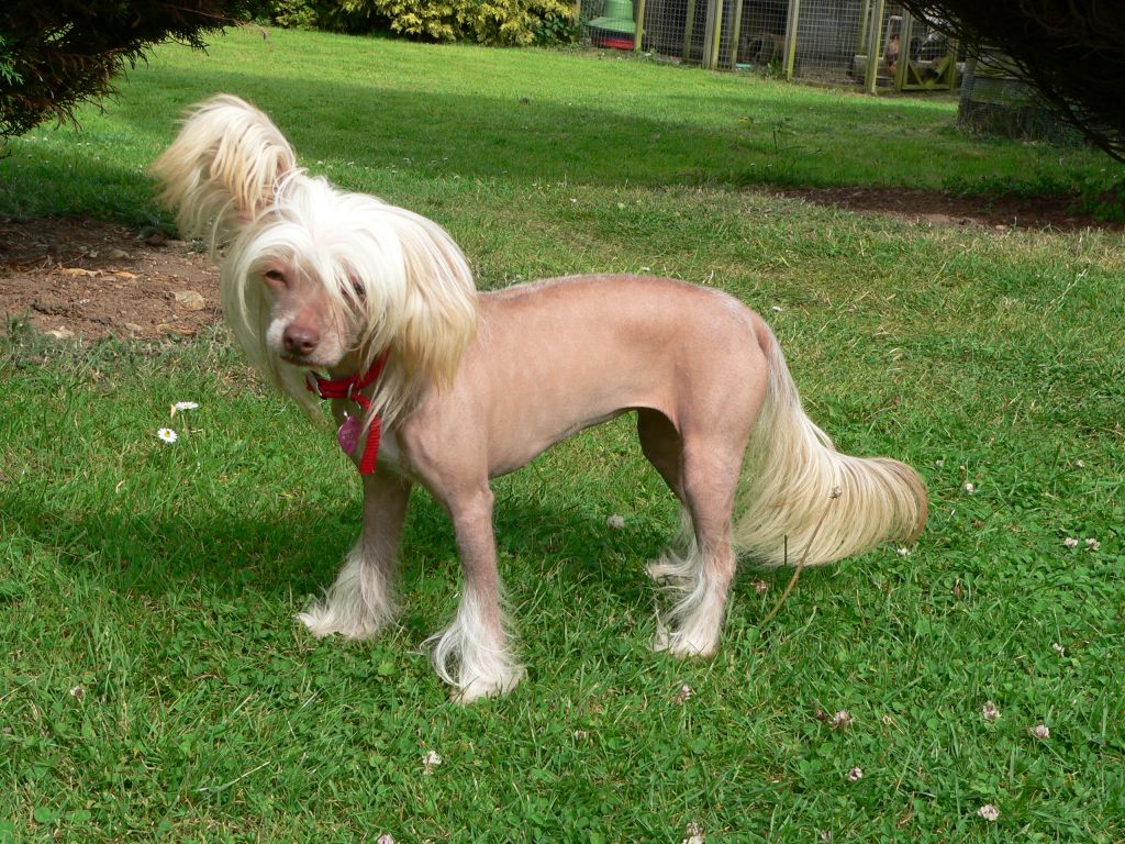 Jhanchi The Show Must Go On