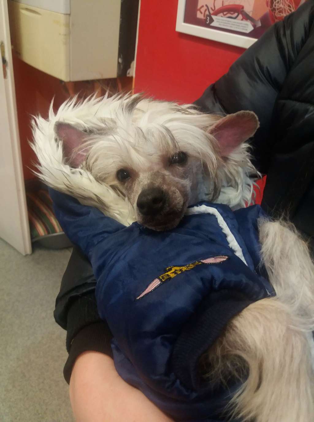 Licky Lips Holdfény