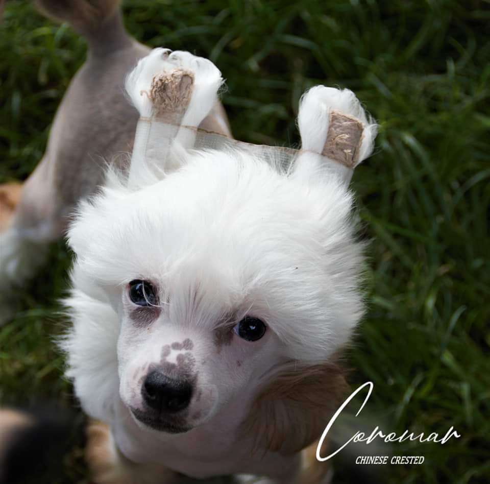 Coromar European Gigolo