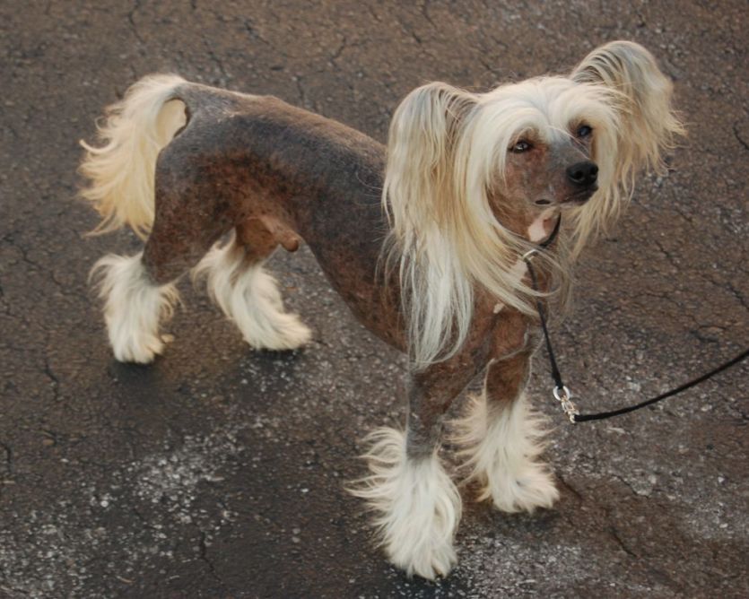 Unicorn's Sirius Business