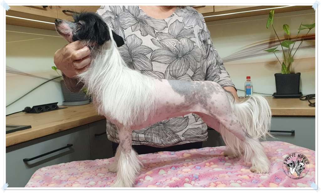 Hekate Exotic World FCI