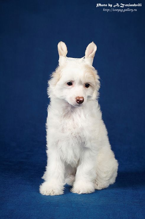 Uragan Emotsiy iz Ordena Ekate-Riny