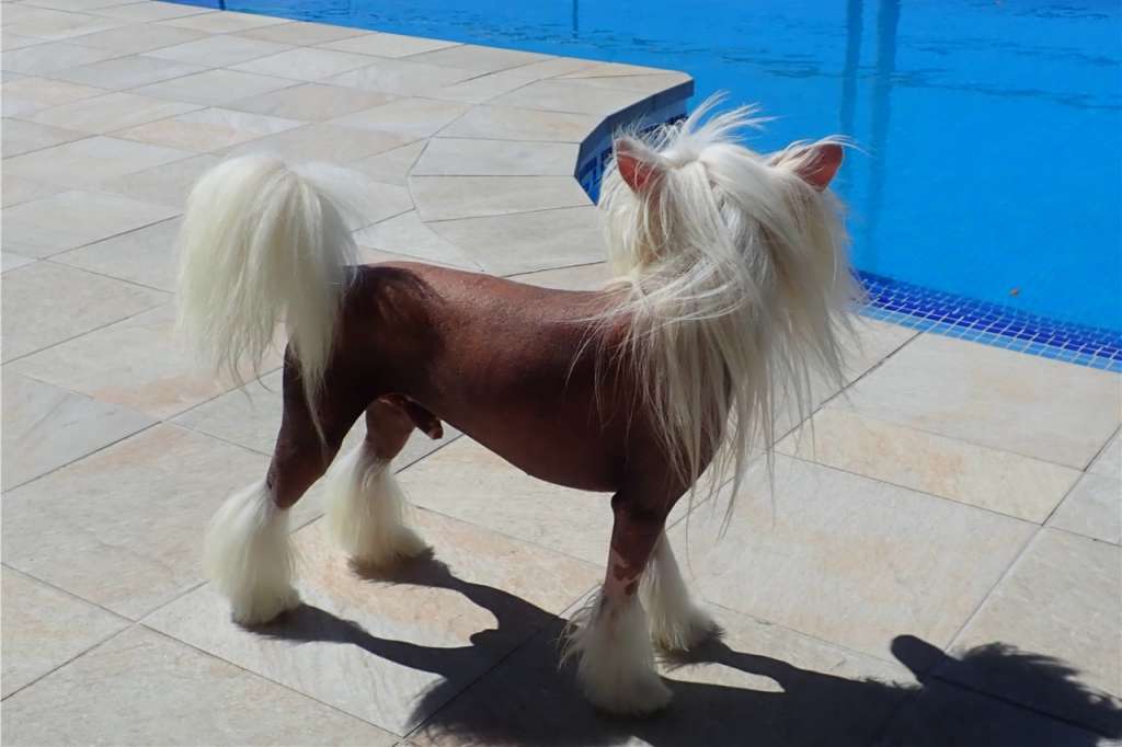 Otawah des Zéphyrs de l'Olympe