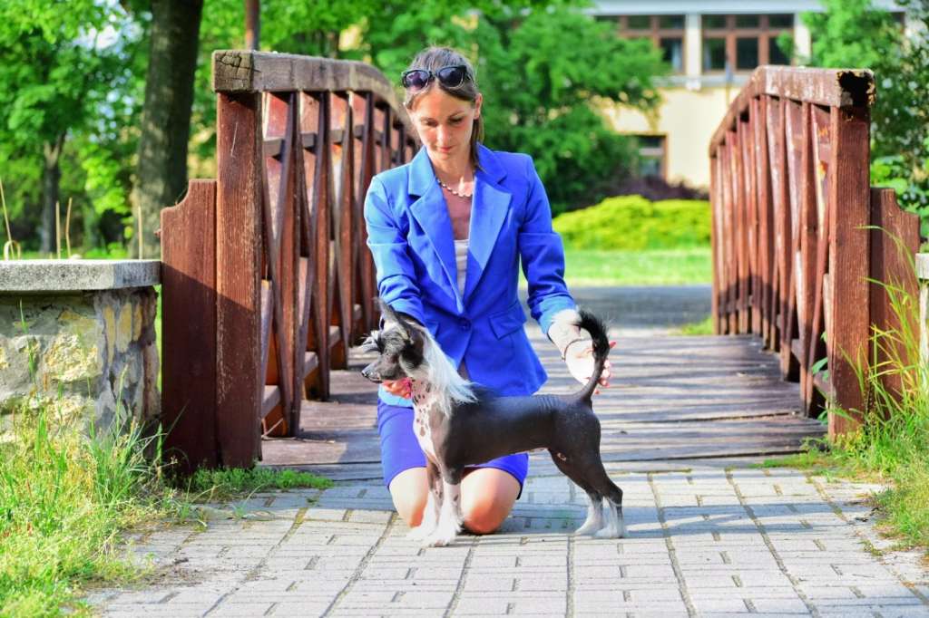 Danessi Dream Of Coffee FCI