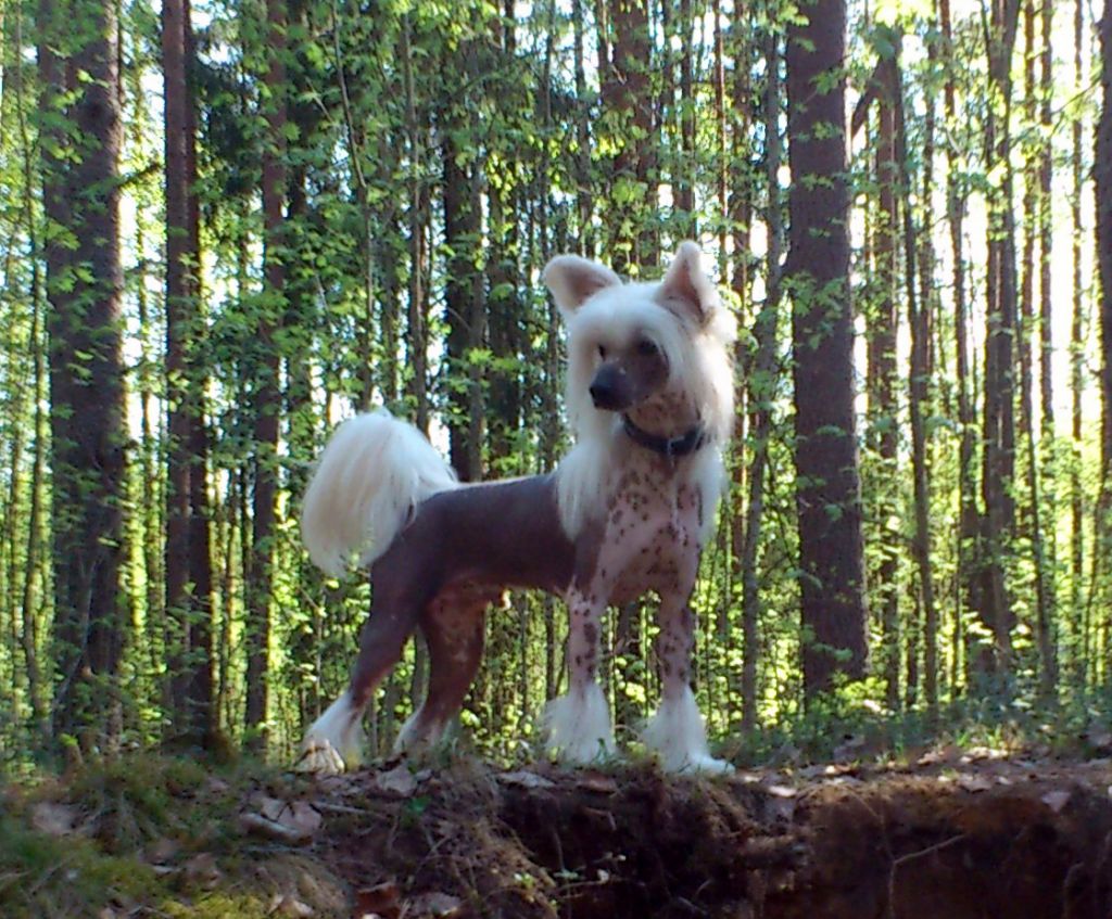 Volshebnaja Loshadka Destiny