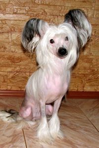 Mirta LaJoie du Ring Minodora