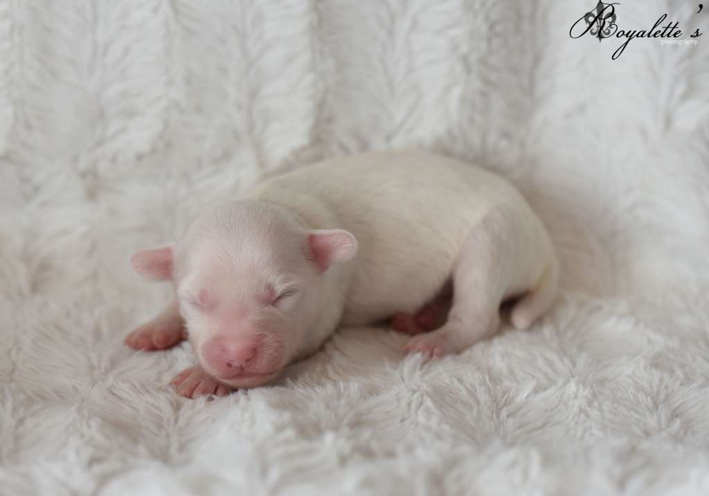 Royalette's Head Over Heels