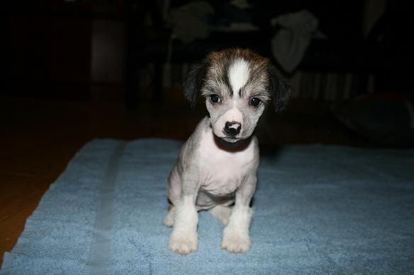 Zödra Gremlins Engla