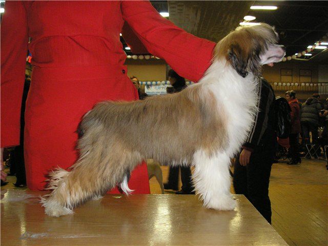 Shutka Pribautka ot Volnogo Psa