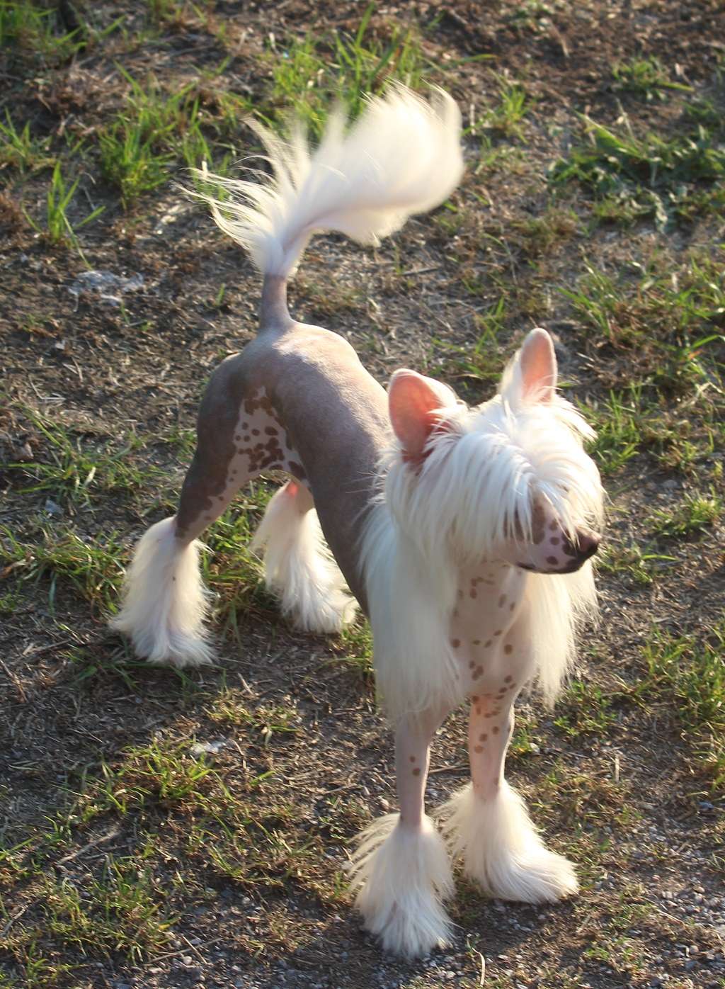 Vanquisher partner de Almamasan