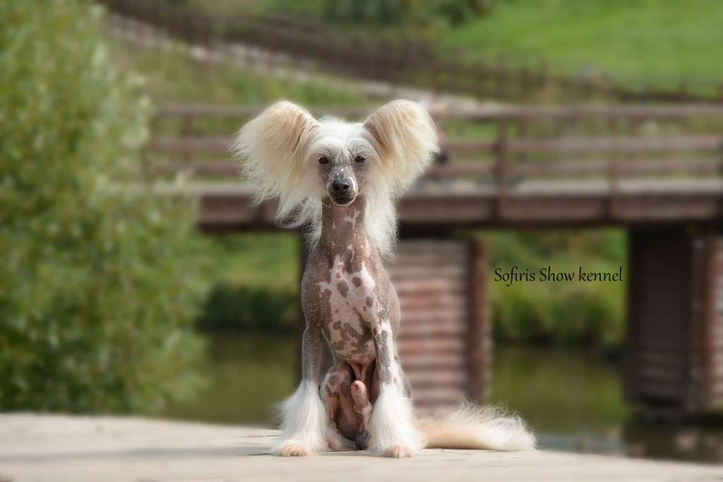 Olegro Katrin Alfo Romeo From Sofiris Show