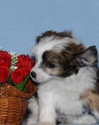 Zheneva-Debjut Ryfina