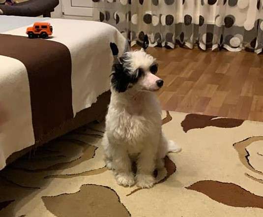 Voploshchenie Mechty