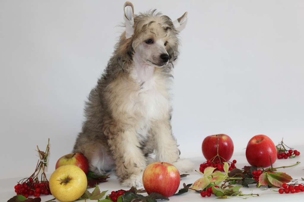 Ceallachán Il senso della mia vita