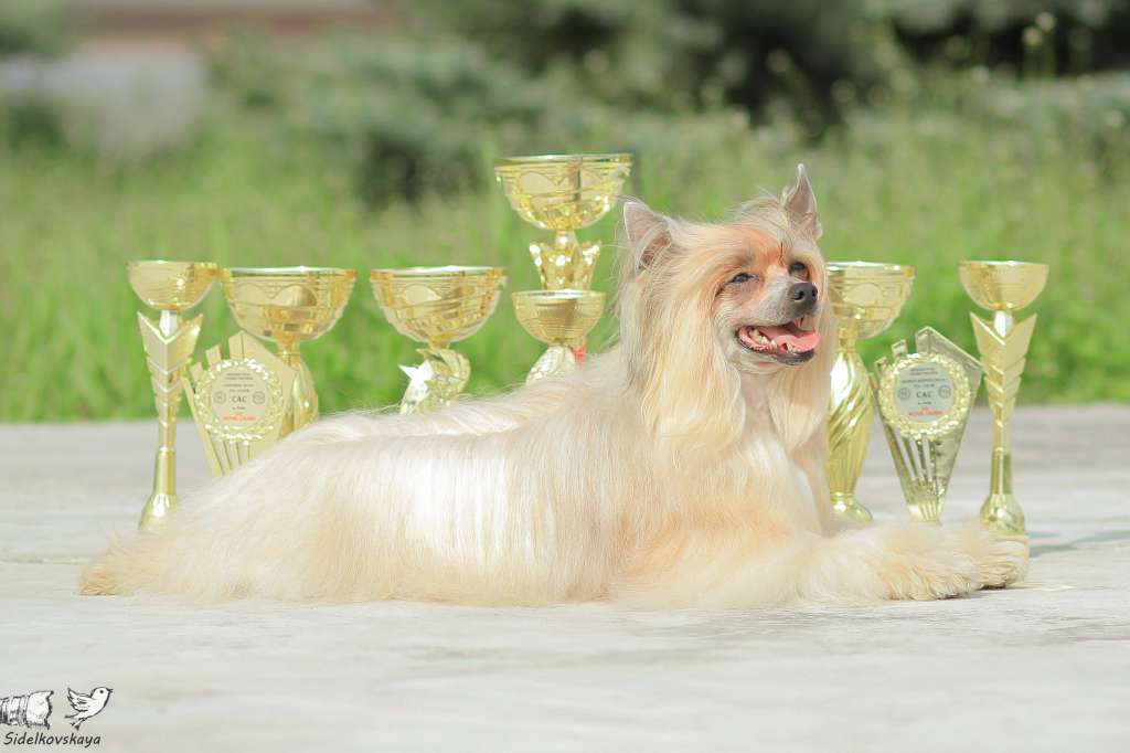 Goodwill Ambassador Top Fiera