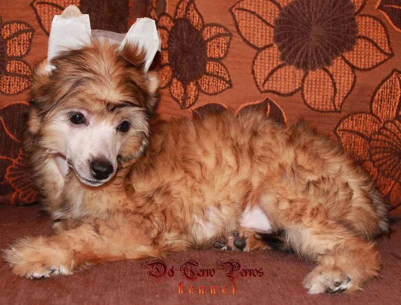 Del Terro Perros Viska Top Model