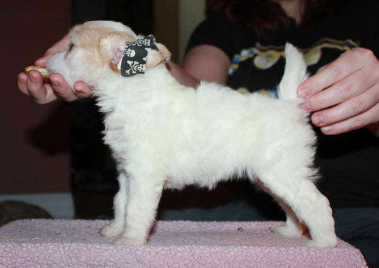 Gardine Tricks of the Trade