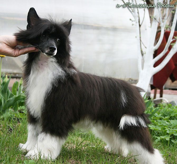 Harizma Collection of Russia