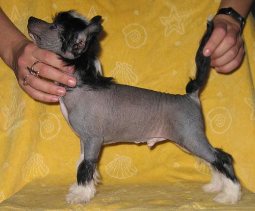 Apriori Vip Sacramento