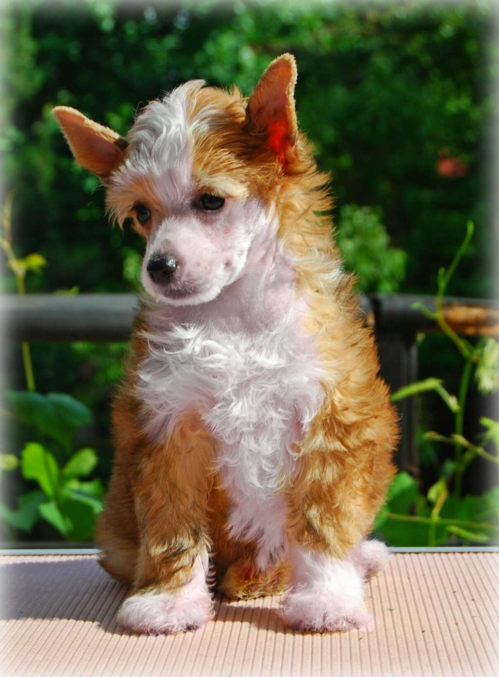 Tea-quila Sunrise Juna Dogs Fci