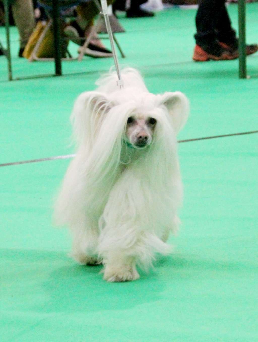 Shanshal Prince of Arabia JW