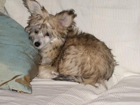 Chattanooga's She's The One