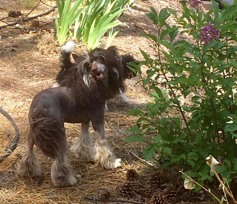 Muso Grazioso Sam Born to Win