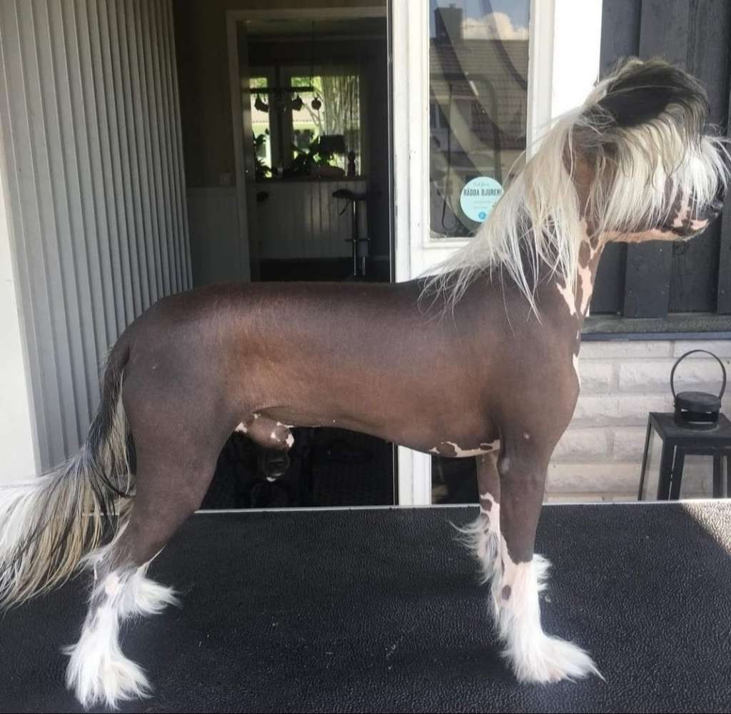 Myrtans Where?s My Coat