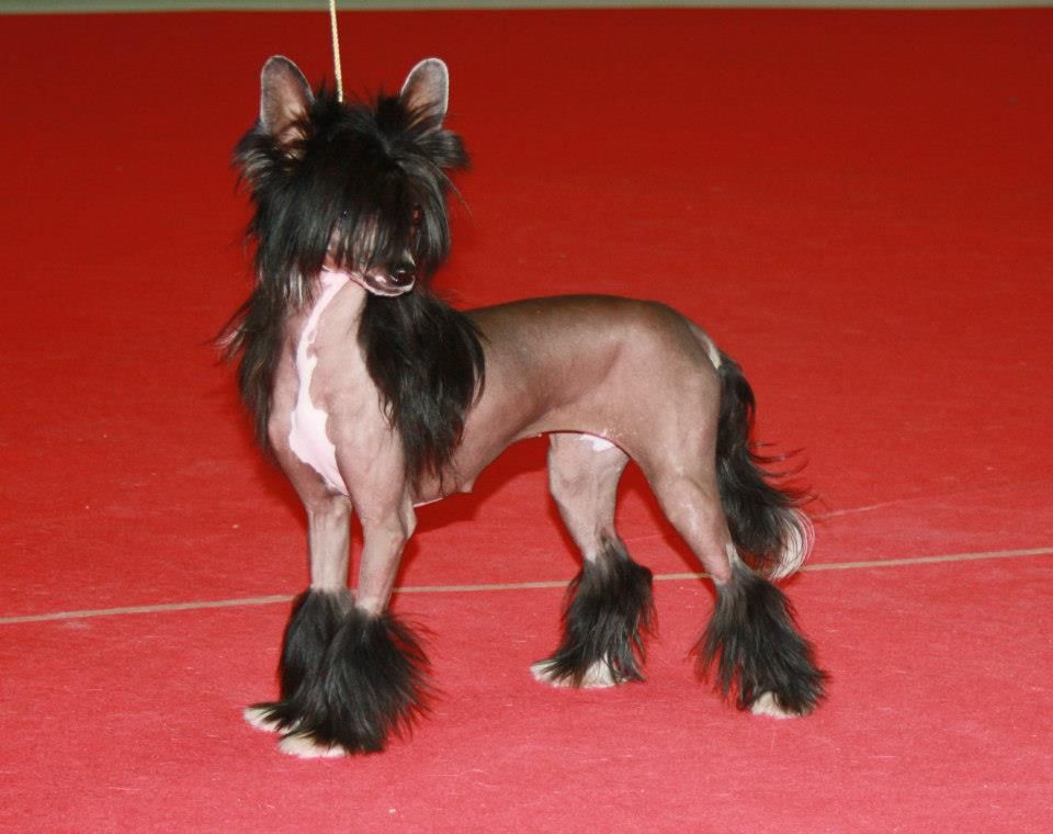 JCh Magnus Staff Edith Piaff