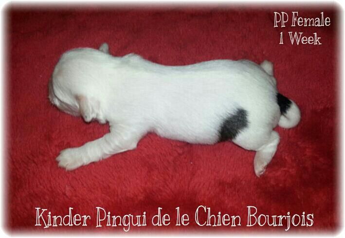 Kinder Pingui de le Chien Bourjois
