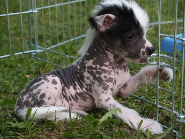 Arwen Divoký tymián