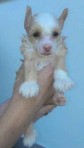 Amadeus Bohemia Swan