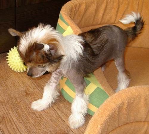 Nika Stars Medeya Mia Sansi