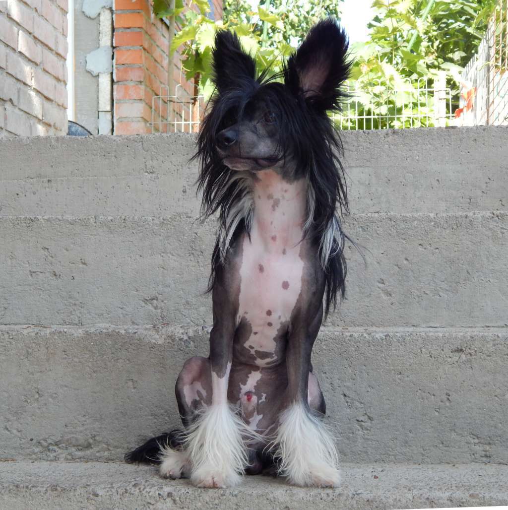 Chico Del Mago Mali Zmaj