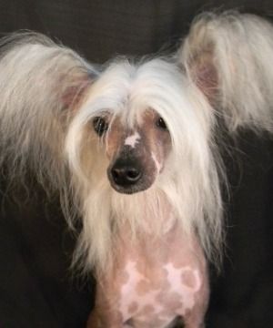 Breeze miss diva pandora