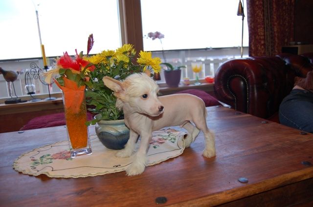 Sagaskotts Casper Det Lille Spøkelset