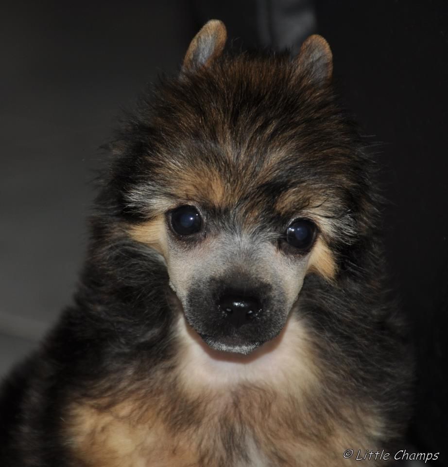 Grand-Marnier Little Champs