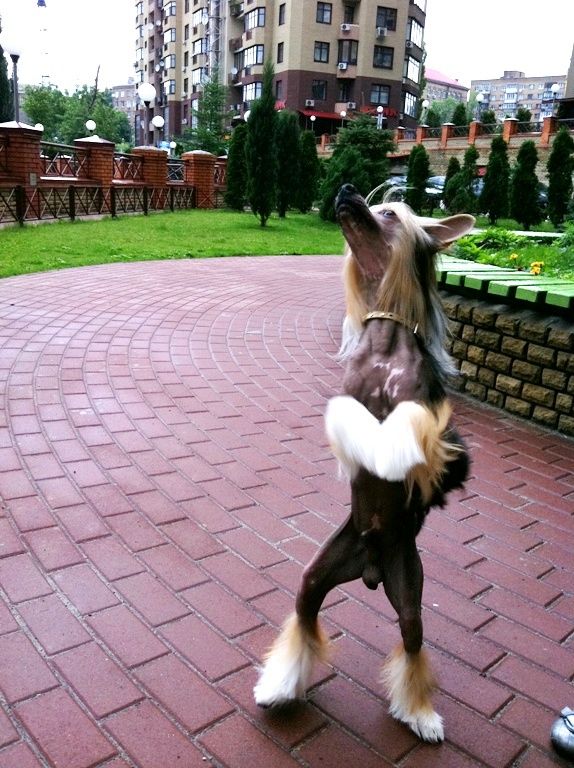 Banderas Vittoria dell Amore