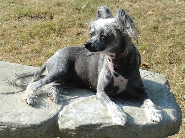 RaggleRocks Madison of Gardine