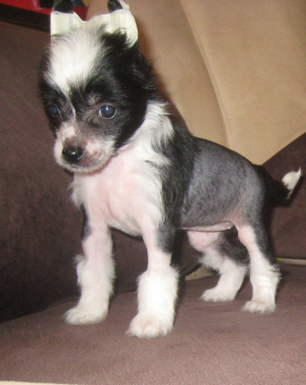 Lus'en Eloks Paco Rabanne