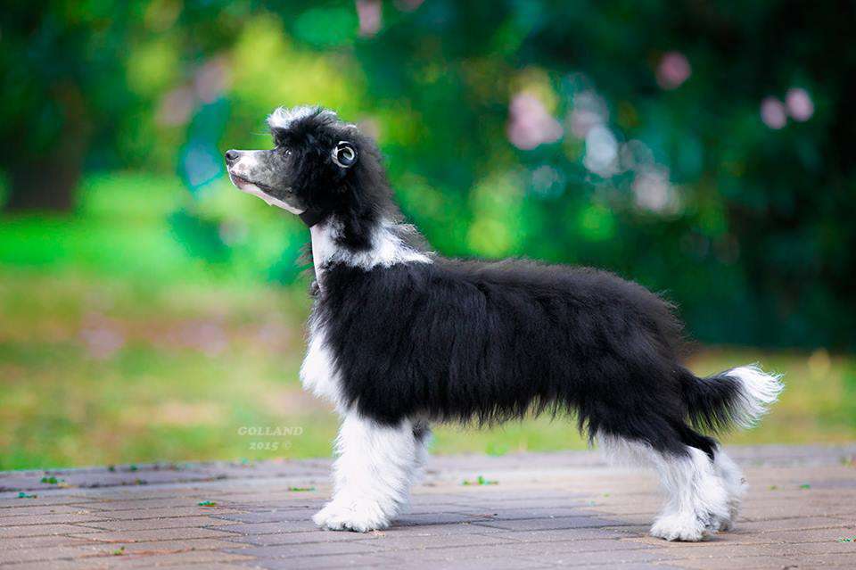 Supreme Style Iz Ordena Ekate-Riny