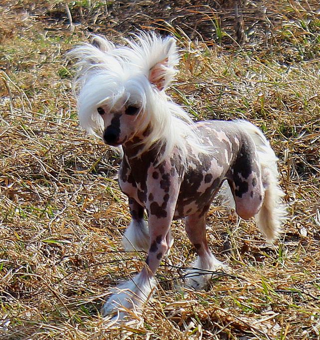 Angel O' Check Elisaveta.