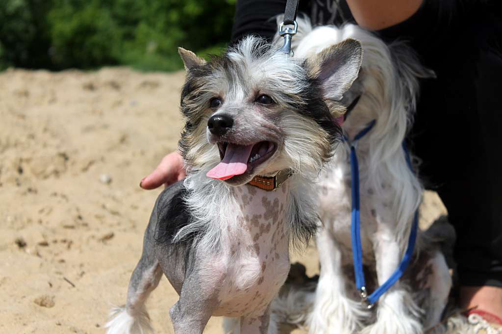 Hohlaty Glamour Pappy Holiday