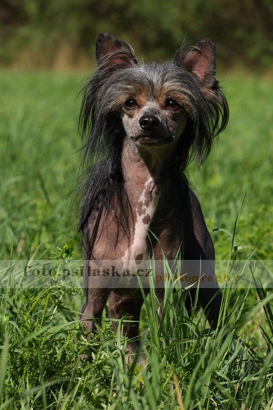 Chipsy Chips Roztocka Hvezda